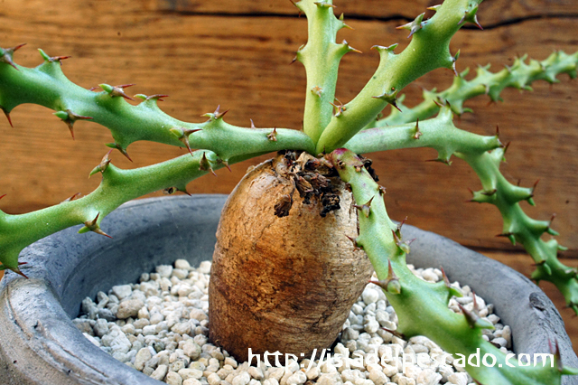 isla del pescado - Euphorbia fanshawei-ユーフォルビア・ファンシャ