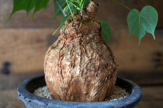 isla del pescado - Firmiana colorata-フィルミアナ・コロラータ