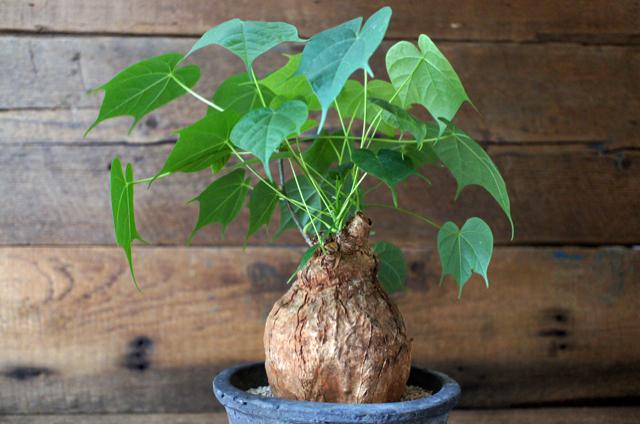 isla del pescado - Firmiana colorata-フィルミアナ・コロラータ