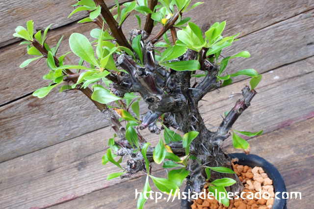 isla del pescado - Fouquieria formosa-フォークイエリア・フォルモサ