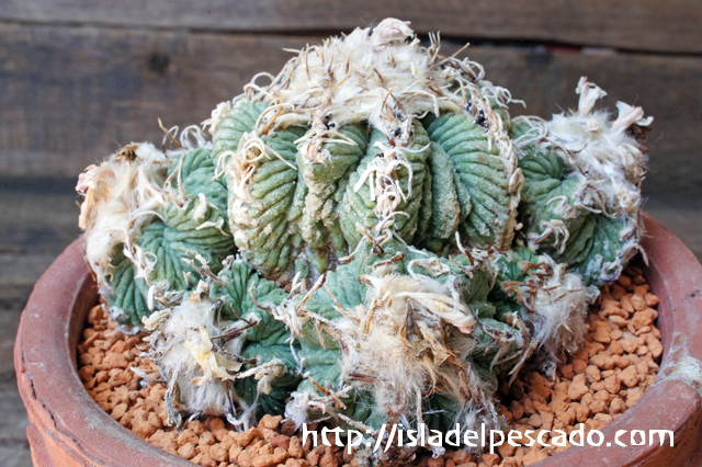 isla del pescado - Aztekium ritteri-アズテキウム・リッテリ（花籠）