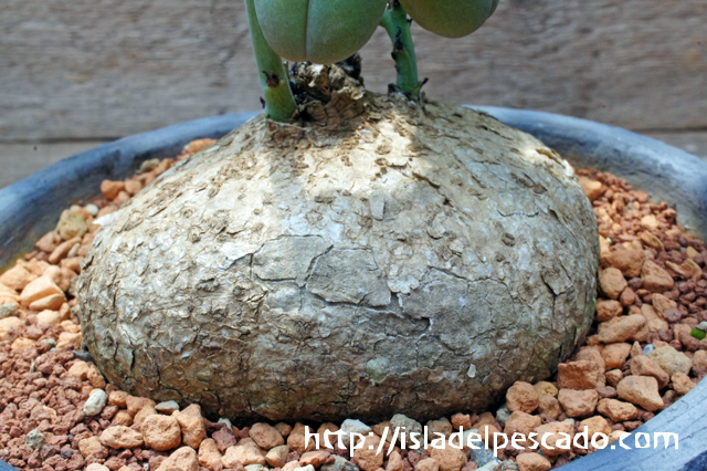 isla del pescado - Adenia ovata-アデニア・オバタ