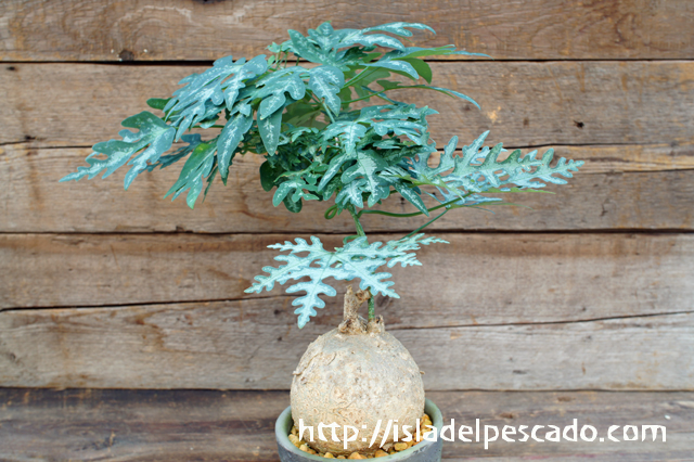 isla del pescado - Adenia perrieri-アデニア・ペリエリ