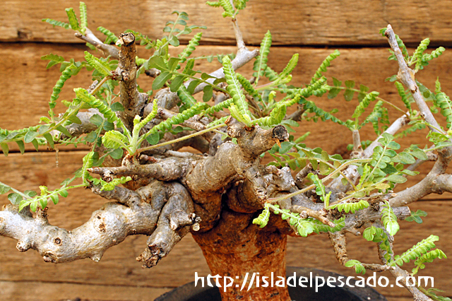 isla del pescado - Boswellia neglecta-ボスウェリア・ネグレクタ