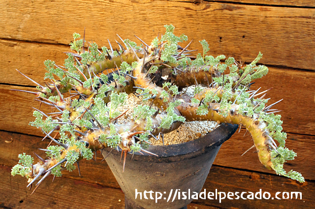 isla del pescado - Sarcocaulon herrei-竜骨城