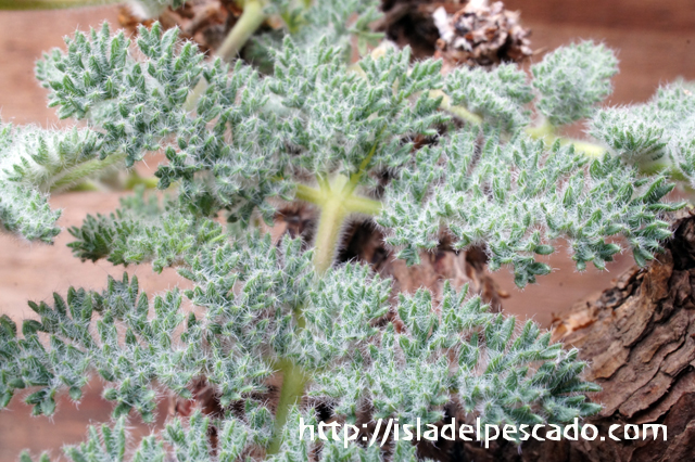 isla del pescado - Pelargonium triste-ペラルゴニウム・トリステ