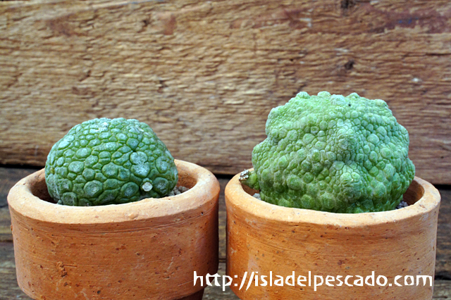 isla del pescado - Pseudolithos cubiforme-プセウドリトス・クビフォルメ