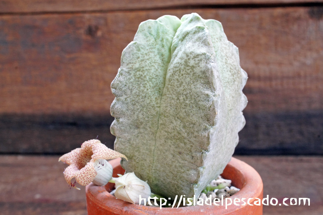 isla del pescado - Whitesloanea crassa-ホワイトスロアネア・クラサ