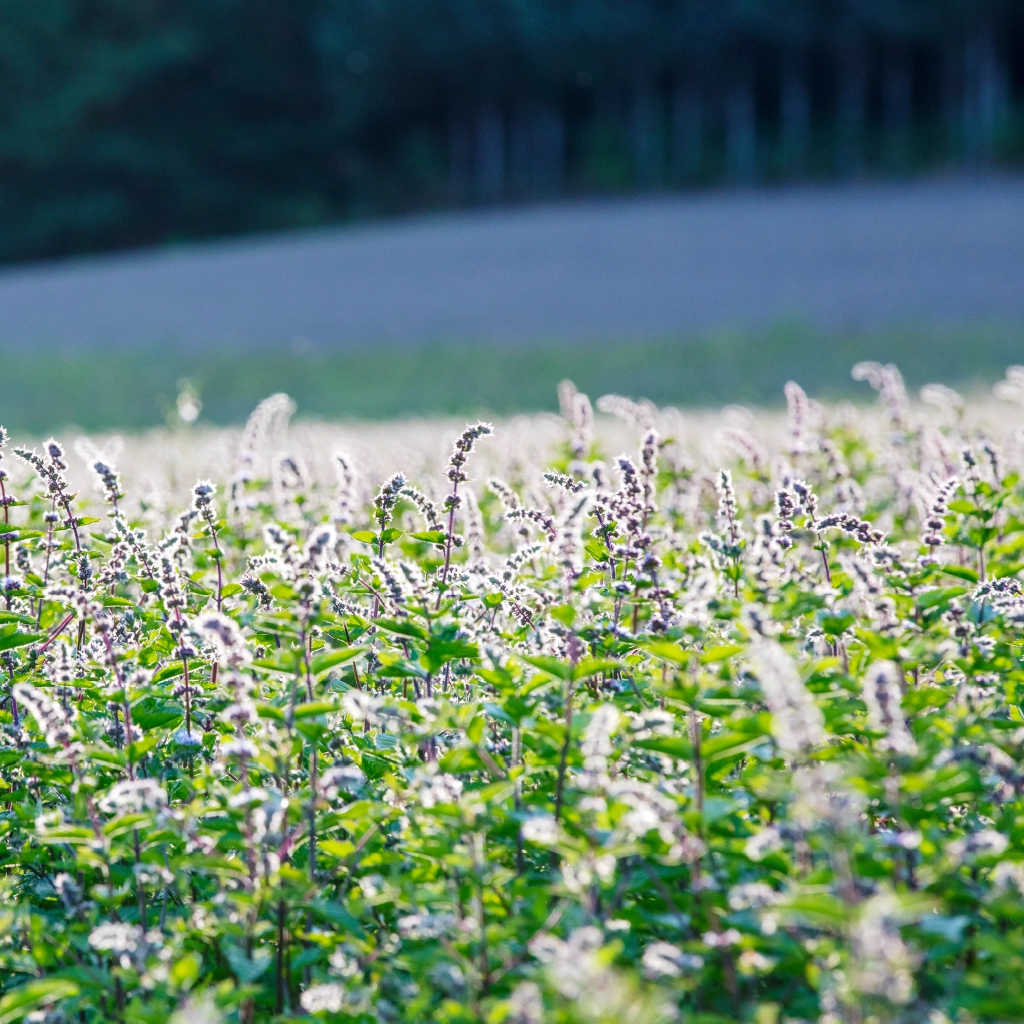 カレンデュラ花束ボディジェル リフレッシュハーブ｜ナチュラル