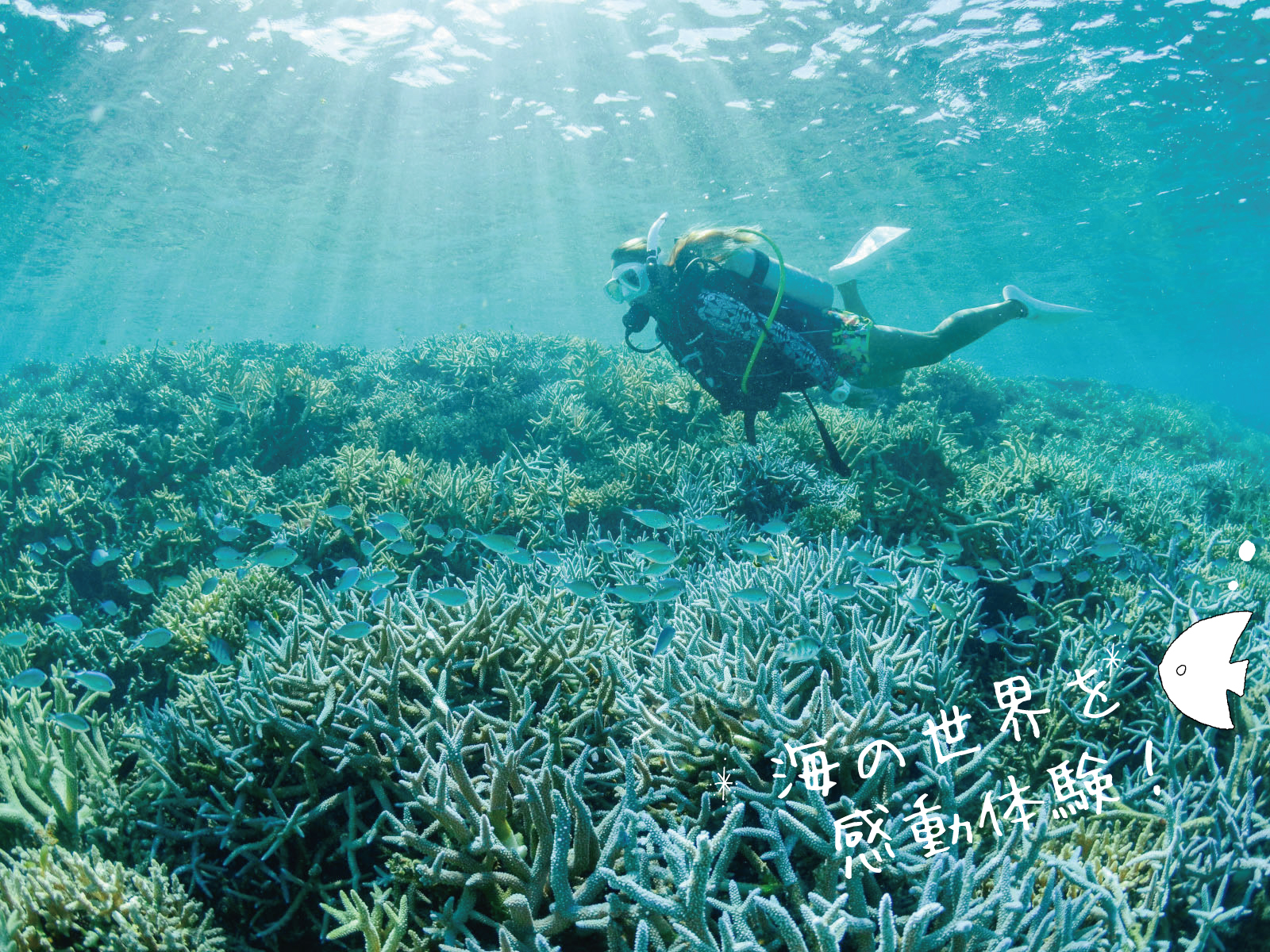 体験ダイビング | ぷしぃぬしま石垣店【公式サイト】