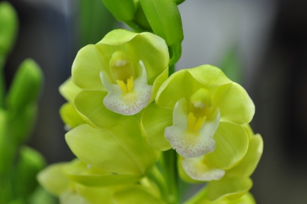 テーブルシンビ | カテゴリー | シンビジウム（シンビジューム）本舗