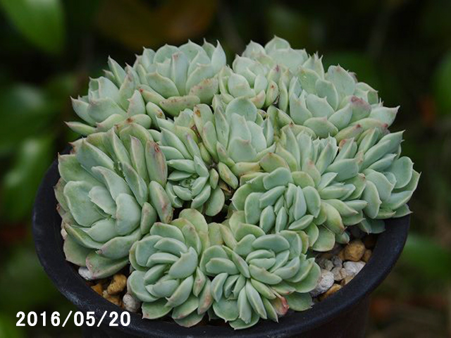 山野草の石田精華園 / エケベリア エレガンス イリヤ 2.5号【多肉植物