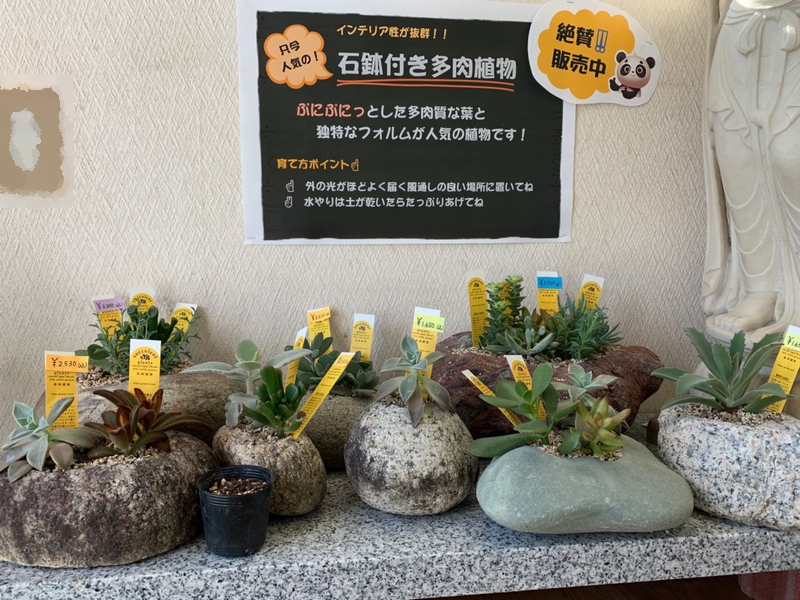 石屋ならでは！石鉢の多肉植物販売中！！ | 長野県南信地方のお墓専門