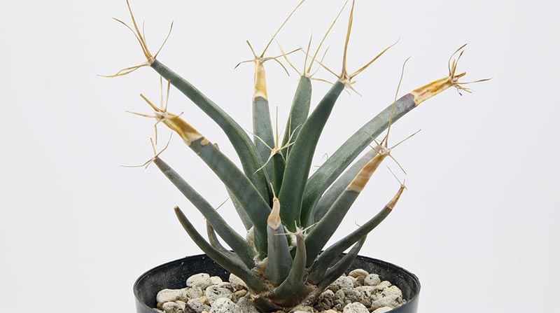 レウクテンベルギア 晃山の育て方