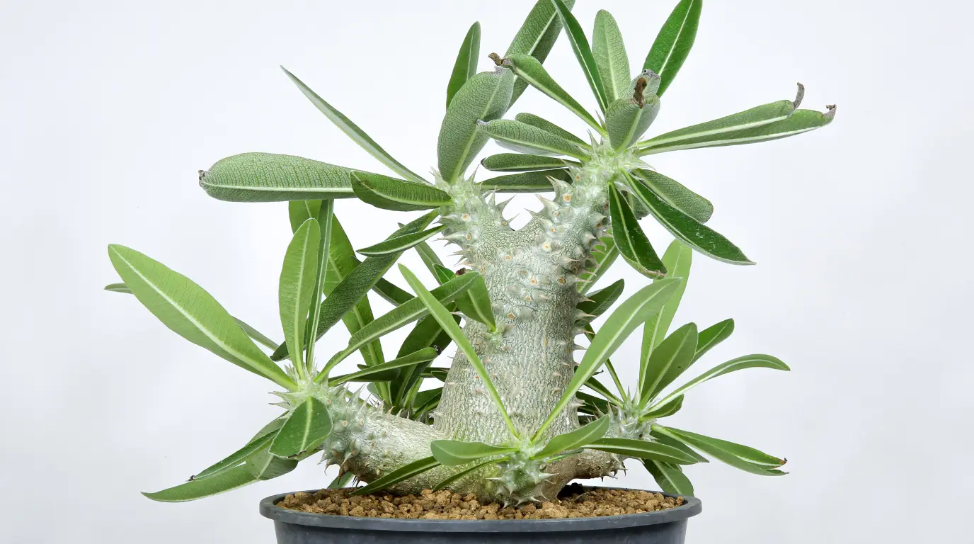 パキポディウム デンシフローラムの育て方