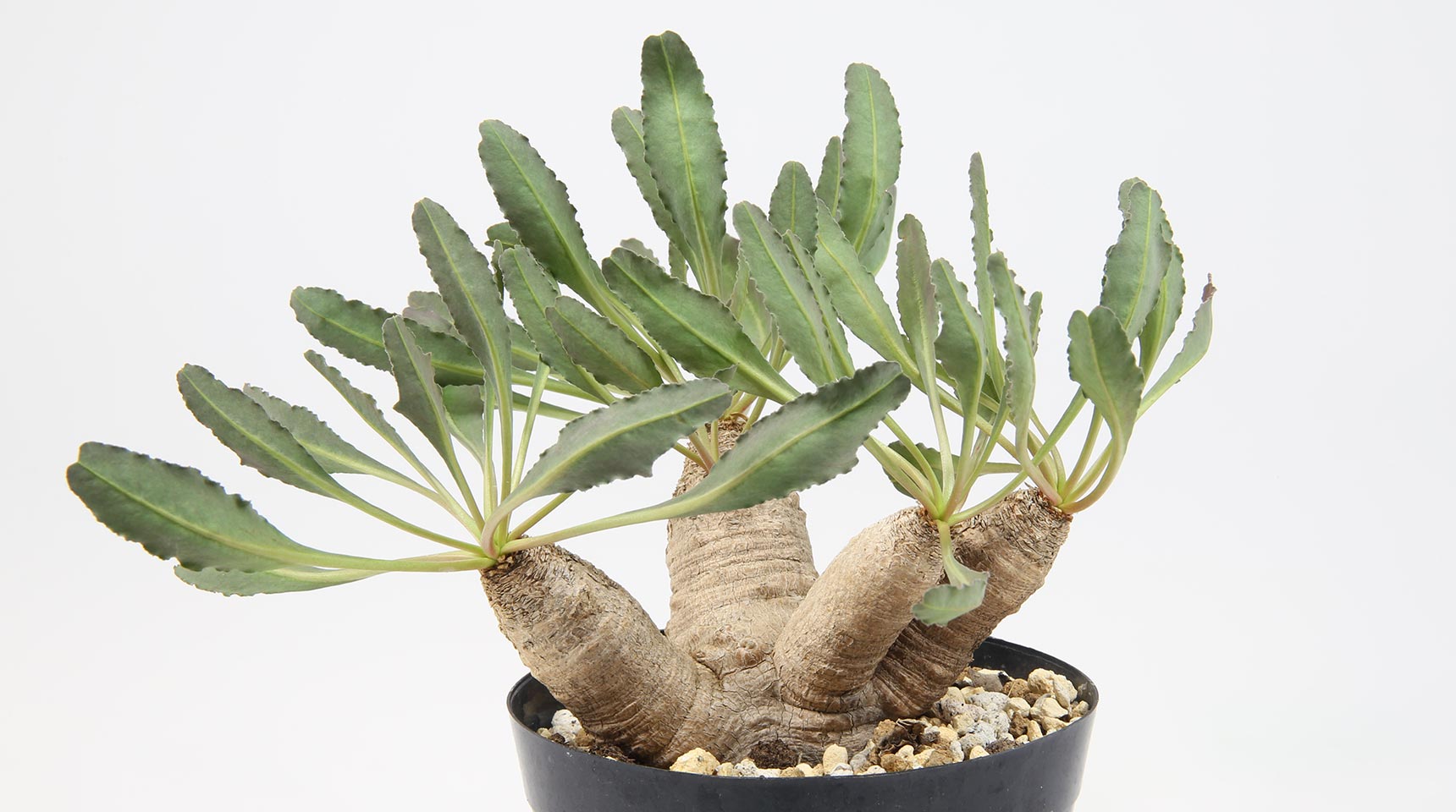 ユーフォルビア クリスパ（波涛キリン）の育て方