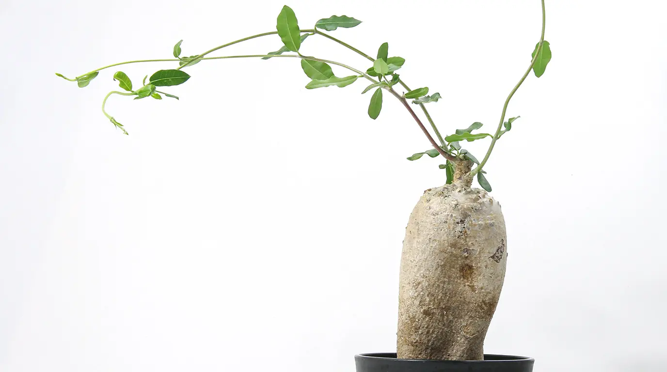 フォッケア 火星人（エデュリス）の育て方