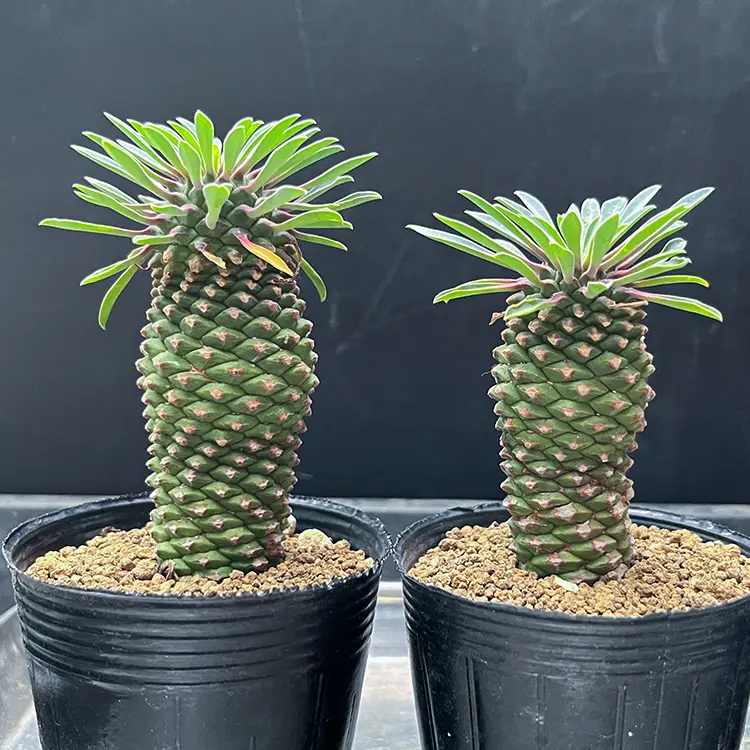 ユーフォルビア ソテツキリン（パイナップルコーン）の育て方