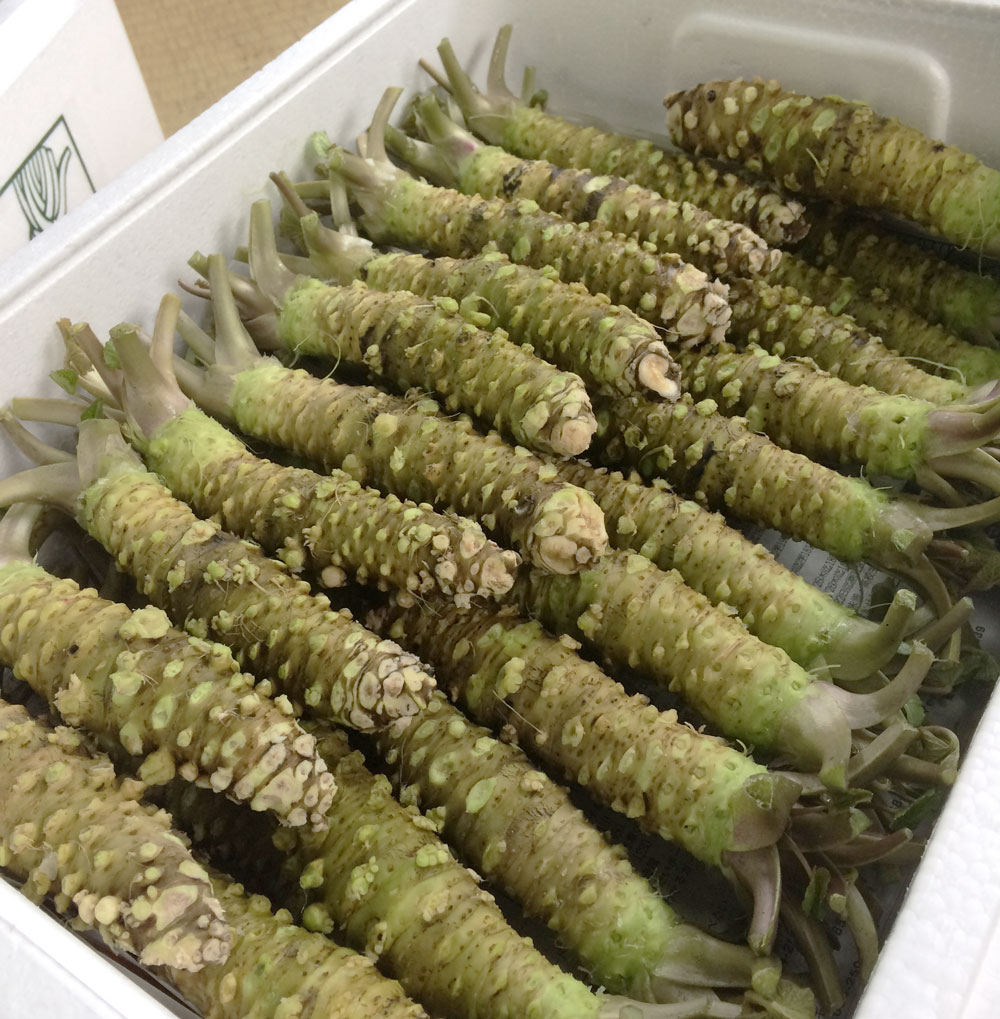 静岡県産 わさび苗 500本 ワサビ 苗 静岡県産 わさび苗 250本