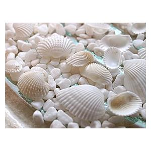 貝殻のリゾートコーデ9点セット インテリア オブジェ 海 おしゃれ