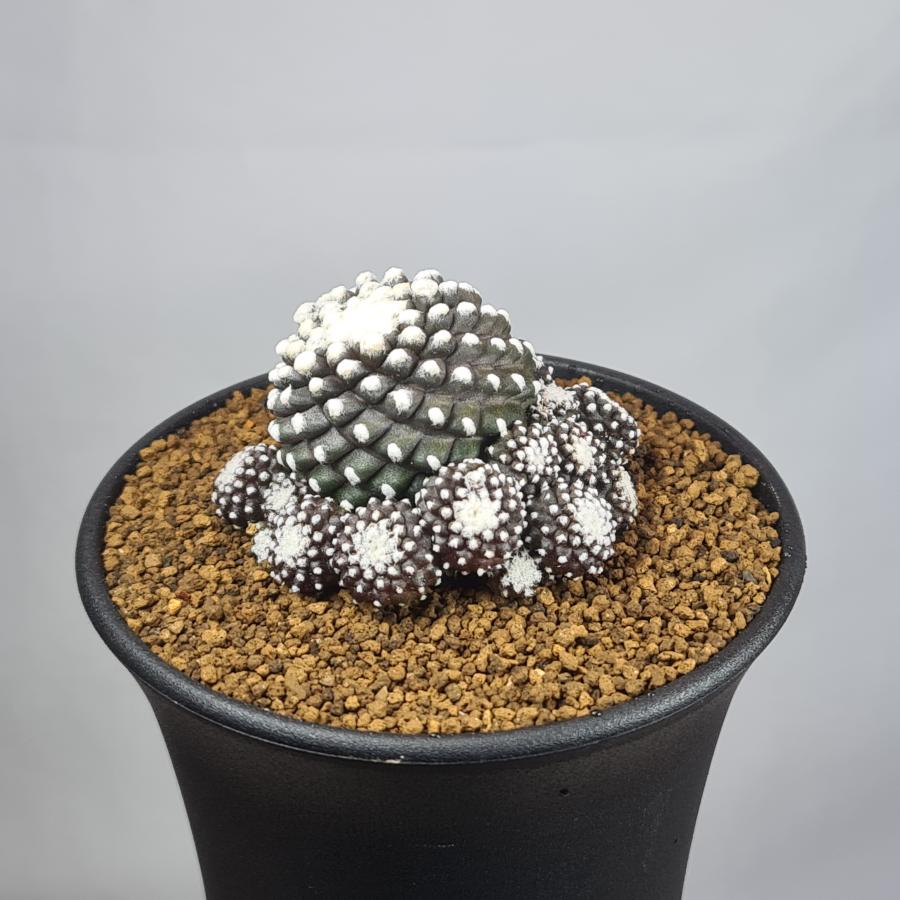 コピアポア・テヌイシマ 9cm鉢 : カクタス長田 Yahoo!ショッピング店