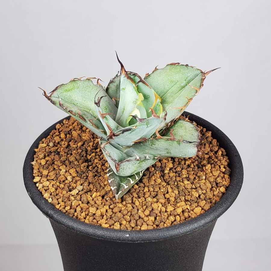 アガベ・チタノタ ブラックアンドブルー 7.5cm鉢 : カクタス長田 Yahoo