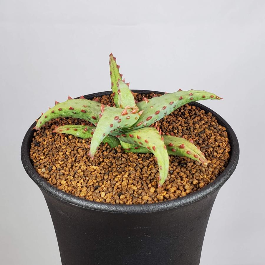 アロエ・カスティロニアエ 9cm鉢 : カクタス長田 Yahoo!ショッピング店