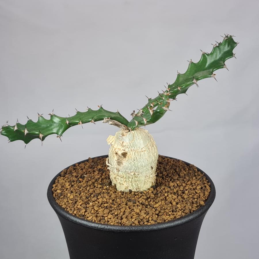 ユーフォルビア・スクアローサ 奇怪ヶ島 9cm鉢 : カクタス長田 Yahoo