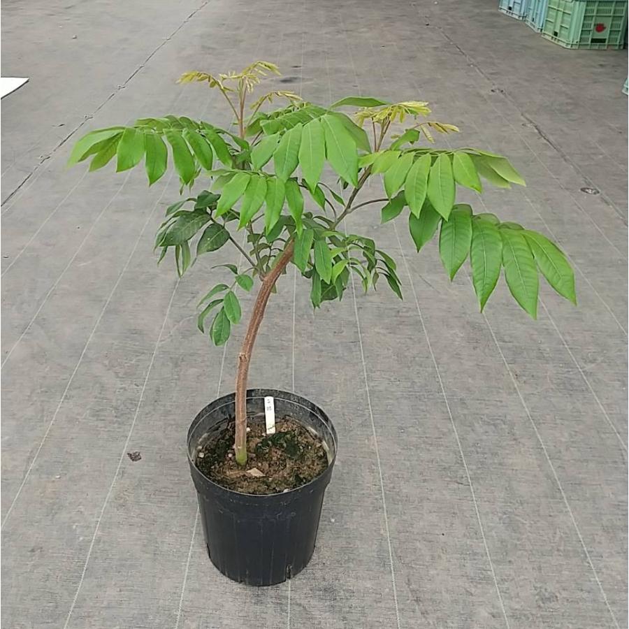 竜眼苗（ロンガン、リュウガン、龍眼）取木苗 : ちたフルーツビレッジ