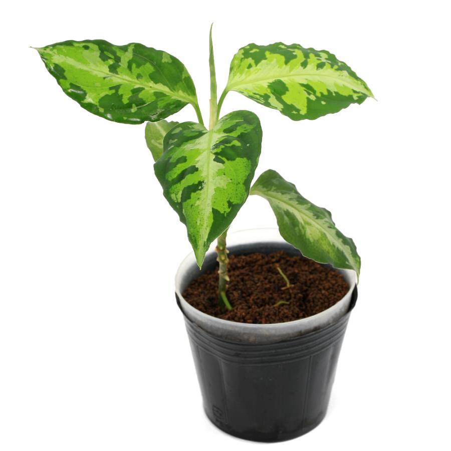 テラリウム）一点物 アグラオネマ ピクタム アチェ産（435904