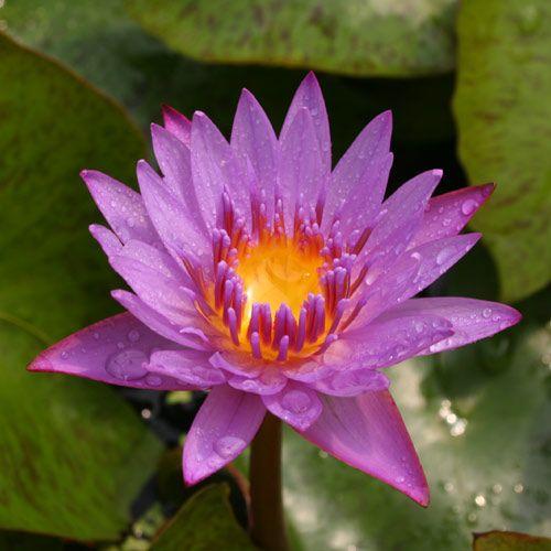 チャーム（charm） （ビオトープ）睡蓮 熱帯性睡蓮（スイレン）（紫