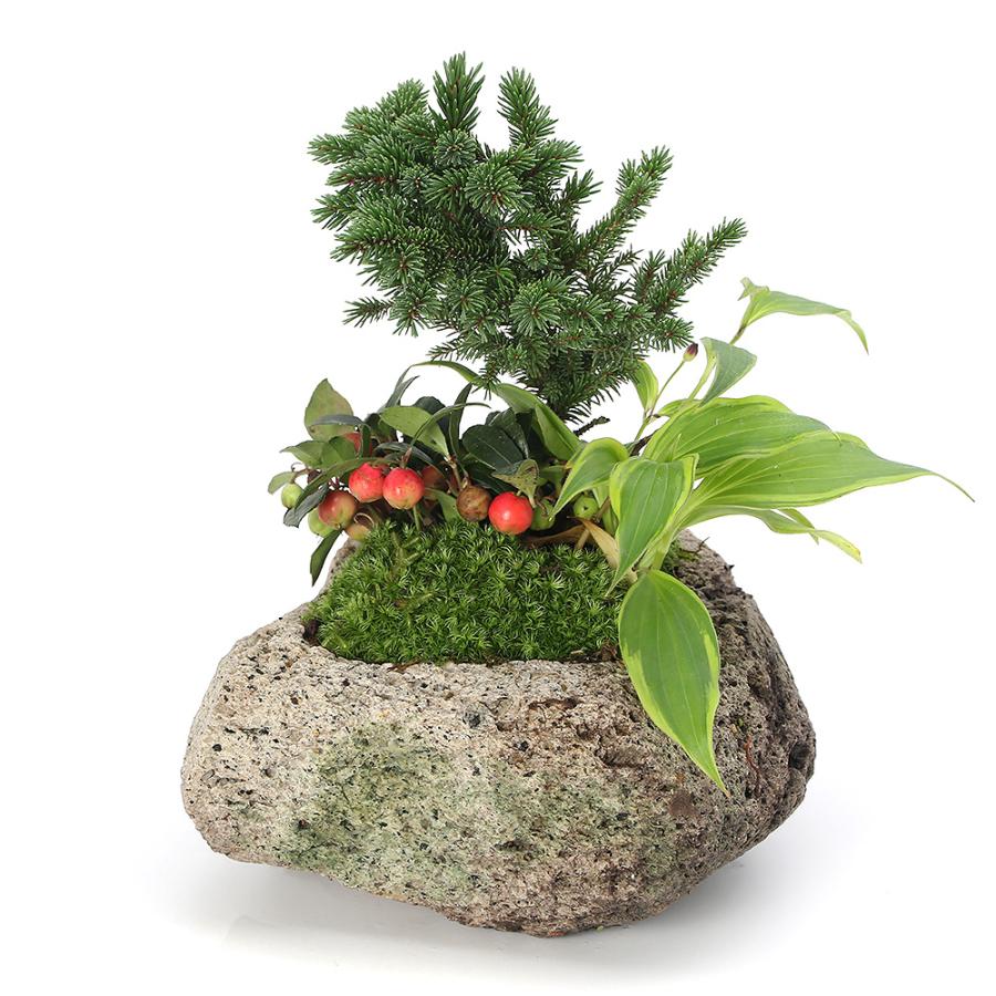 チャーム（charm） （山野草）苔盆栽 クリスマスカラーの寄せ植え 白