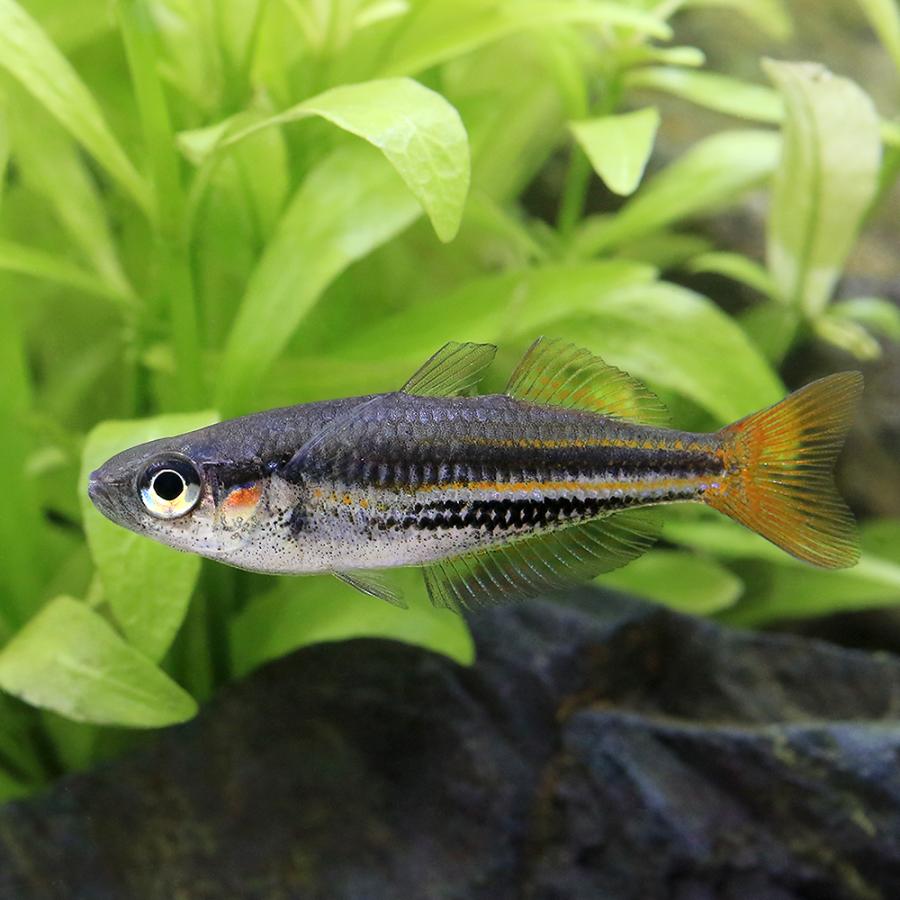 熱帯魚）メラノタエニア・オーストラリス（1匹） 北海道・九州航空便