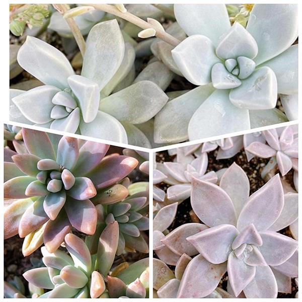 多肉植物/淡雪・秋麗・朧月（葉挿し用〜50g以内：月曜日発送：3月16日