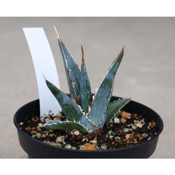 アガベ キシロナカンサ ヒルダゴ（Agave xylonacantha hildago
