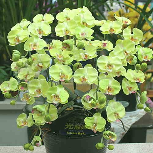 胡蝶蘭 ミディ系 緑色（グリーン）5本立て 光触媒加工（造花）Sサイズ