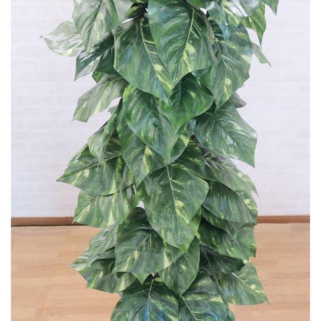 大きな葉 ジャイアント ポトス タワー 180cm (インテリア グリーン