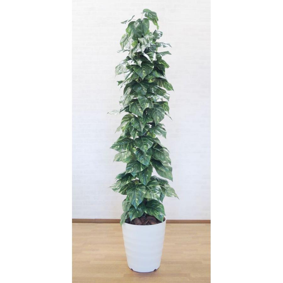 大きな葉 ジャイアント ポトス タワー 180cm (インテリア グリーン