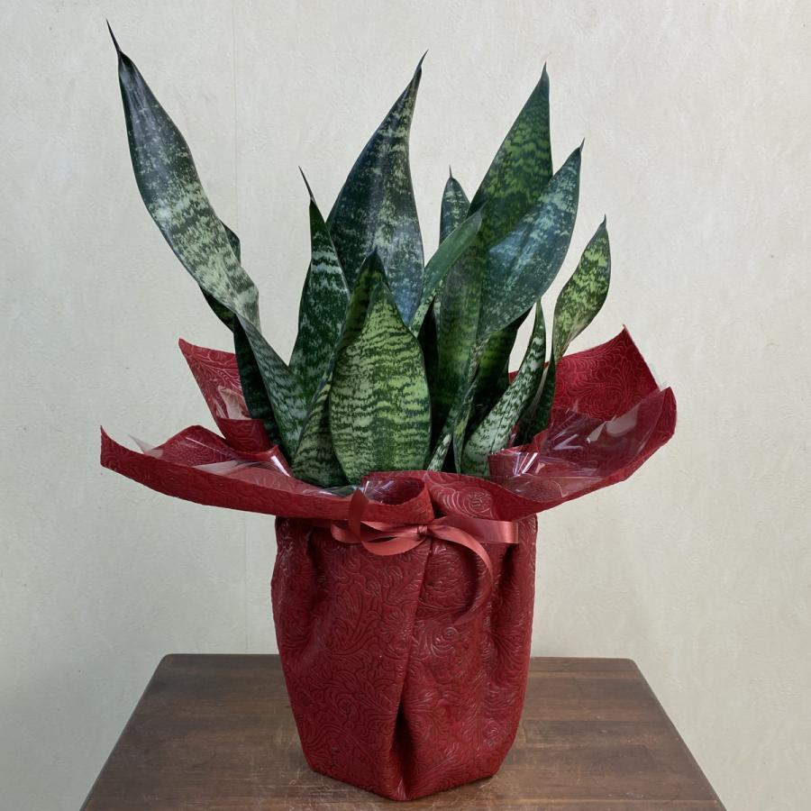 小型観葉植物 サンスベリア ゼラニカ・コンパクタ 6号鉢 開店祝 移転祝