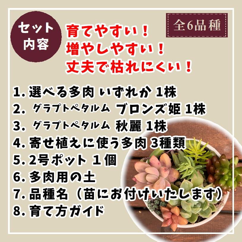 多肉植物 寄せ植えセット 初心者さんセットA 寄せ植え セット 鉢 土