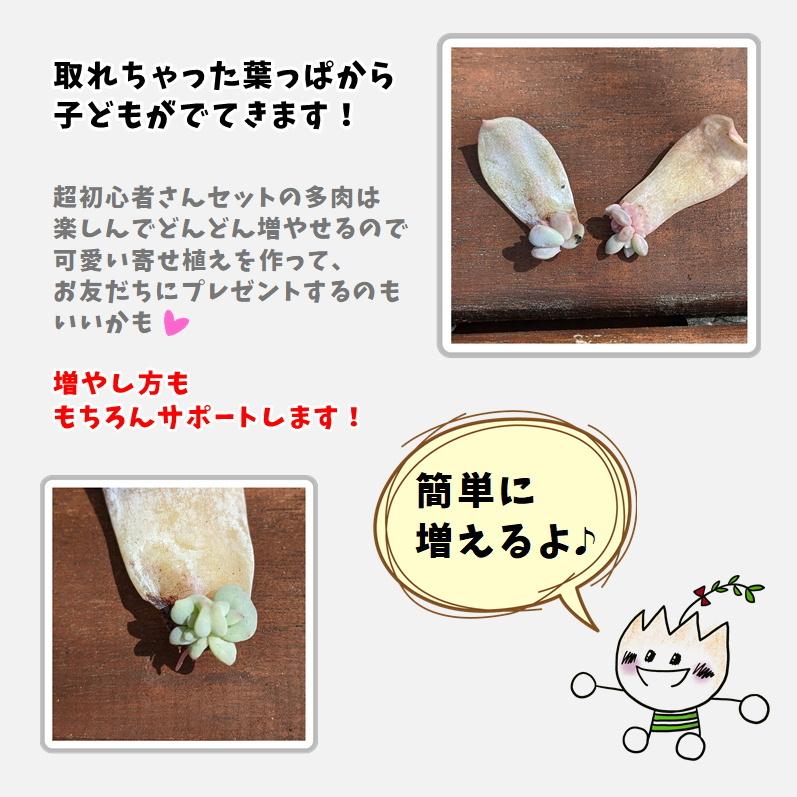 多肉植物 寄せ植えセット 初心者さんセットA 寄せ植え セット 鉢 土