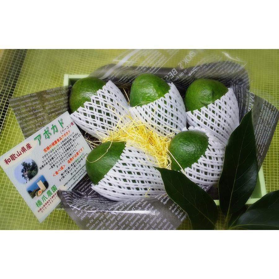 国産アボカド（ベーコン種）1．5kg : アボカドの橋爪農園 - 通販