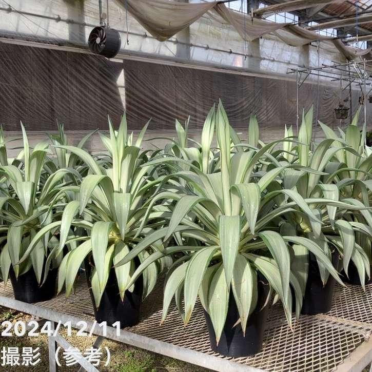 アガベ 8号 デスメティアーナ クイックシルバー｜観葉01-D1 : 赤塚