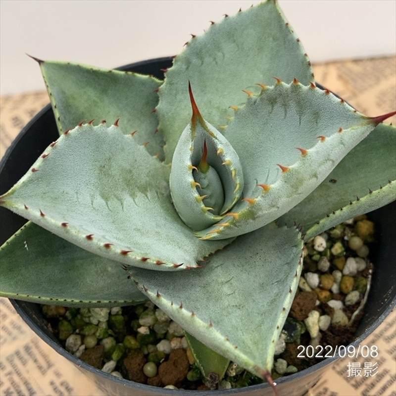 アガベ 3.5号 ブルーウェーブ Blue Wave｜観葉01-D1 : 赤塚植物園