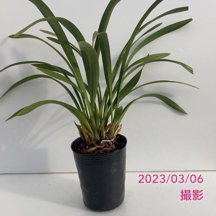 花芽4個以上＞キンリョウヘン 3.5号（品種名なし）｜ミツバチ蘭｜洋蘭