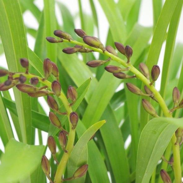 花芽4個以上＞キンリョウヘン 3.5号（品種名なし）｜ミツバチ蘭｜洋蘭