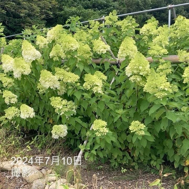 ガーデンアジサイ ピラミッドアジサイ 5号 ※お届けに10日程度かかる