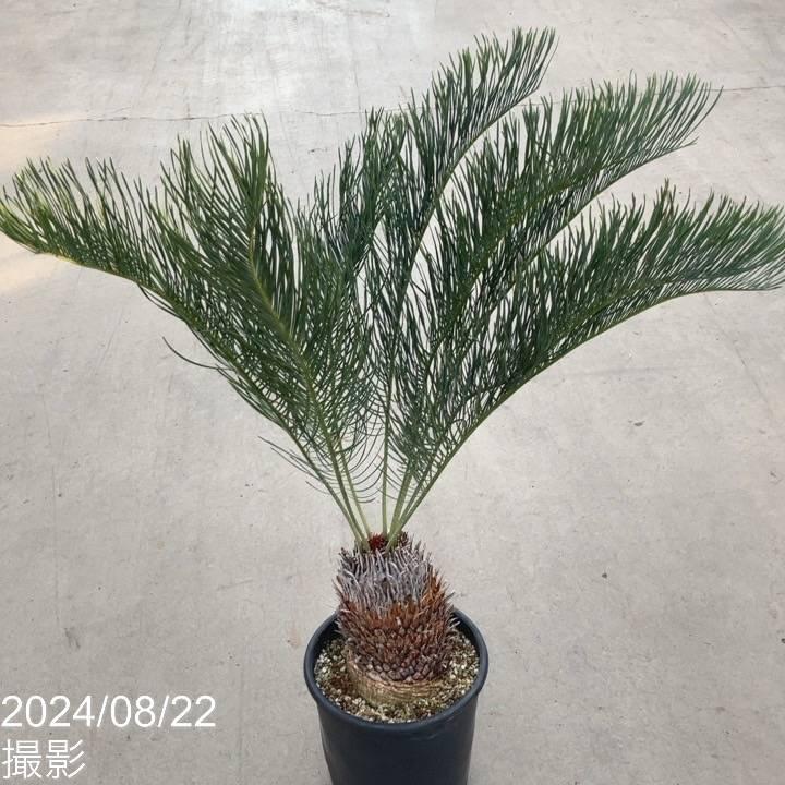 激レア！現品お届け】サイカス カイルンシアナ（ブルーソテツ）9号大鉢