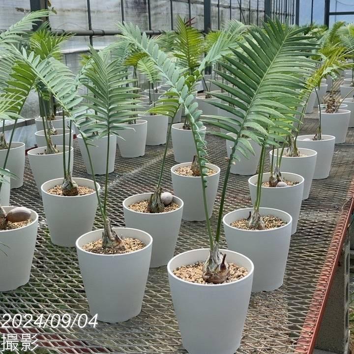 ディオーン スピヌロスム 5号白プラ鉢 ｜観葉01-D1 : 赤塚植物園ヤフー