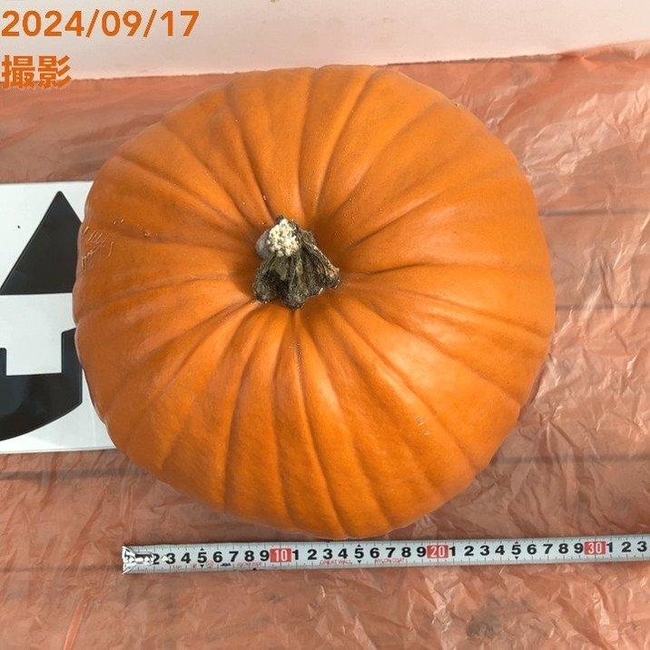北海道産 ハロウィンかぼちゃ 直径約25cm｜雑貨10-TU : 赤塚植物園